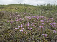 Phyllodoce caerulea 19, Saxifraga-Willem van Kruijsbergen