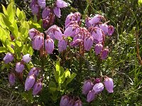 Phyllodoce caerulea 6, Saxifraga-Jan van der Straaten
