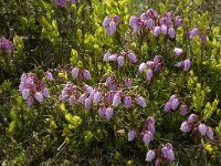 Phyllodoce caerulea 7, Saxifraga-Jan van der Straaten