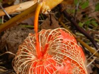 Physalis alkekengi 12, Echte lampionplant, Saxifraga-Rutger Barendse