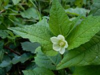 Physalis alkekengi 14, Echte lampionplant, Saxifraga-Ed Stikvoort