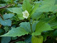 Physalis alkekengi 22, Echte lampionplant, Saxifraga-Ed Stikvoort