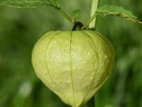 Physalis philadelphica 6, Saxifraga-Sonja Bouwman  981. Tomatillo - Physalis philadelphica - Solanaceae familie (zw)