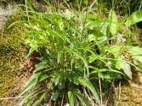 Phyteuma betonicifolium 12, Saxifraga-Rutger Barendse