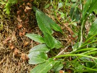 Phyteuma betonicifolium 13, Saxifraga-Rutger Barendse