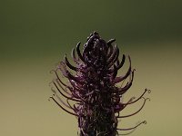 Phyteuma spicatum ssp nigrum 8, Zwartblauwe rapunzel, Saxifraga-Bas Klaver