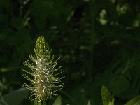 Phyteuma spicatum ssp spicatum 83, Witte rapunzel, Saxifraga-Jan van der Straaten