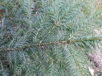 Picea omorika 4, Servische spar, Saxifraga-Rutger Barendse