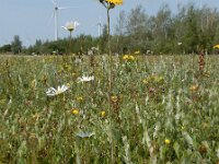 Pilosella caespitosa 4, Weidehavikskruid, Saxifraga-Ed Stikvoort
