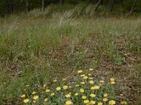Pilosella peleteriana 12, Vals muizenoor, Saxifraga-Ed Stikvoort