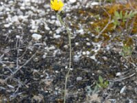 Pilosella piloselloides 10, Grijs havikskruid, Saxifraga-Ed Stikvoort
