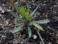 Pilosella piloselloides 8, Grijs havikskruid, Saxifraga-Ed Stikvoort