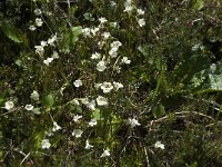 Pinguicula alpina 15, Saxifraga-Annemiek Bouwman