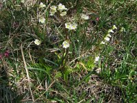 Pinguicula alpina 3, Saxifraga-Harry van Oosterhout : Zwitserland, alpenflora, bloem, flora, wilde plant, alpenvetblad