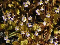 Pinguicula crystallina ssp hirtiflora 2, Saxifraga-Harry Jans