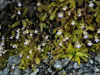 Pinguicula crystallina ssp hirtiflora 4, Saxifraga-Harry Jans