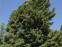 Pinus cembra 1, Saxifraga-Willem van Kruijsbergen