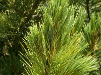 Pinus cembra 3, Saxifraga-Jan van der Straaten