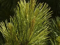 Pinus cembra 4, Saxifraga-Marijke Verhagen