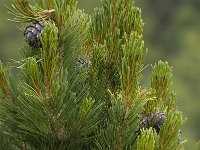 Pinus cembra 5, Saxifraga-Willem van Kruijsbergen