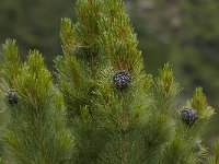 Pinus cembra 6, Saxifraga-Willem van Kruijsbergen