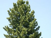Pinus cembra 9, Saxifraga-Harry Jans