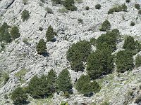 Pinus halepensis, Aleppo Pine