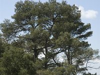 Pinus halepensis 10, Saxifraga-Jan van der Straaten