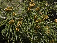 Pinus halepensis 12, Saxifraga-Jan van der Straaten