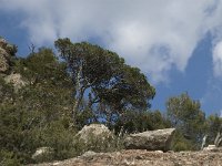 Pinus halepensis 14, Saxifraga-Jan van der Straaten