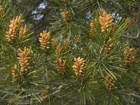 Pinus halepensis 15, Saxifraga-Jan van der Straaten