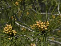Pinus halepensis 16, Saxifraga-Willem van Kruijsbergen