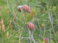 Pinus halepensis 17, Saxifraga-Jasenka Topic