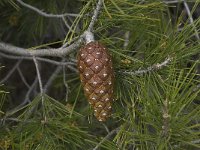 Pinus halepensis 18, Saxifraga-Willem van Kruijsbergen