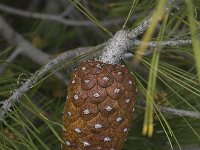 Pinus halepensis 19, Saxifraga-Willem van Kruijsbergen