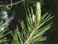 Pinus halepensis 20, Saxifraga-Rutger Barendse