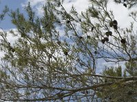 Pinus halepensis 21, Saxifraga-Jan van der Straaten