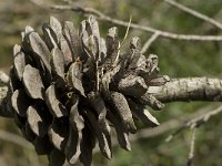 Pinus halepensis 22, Saxifraga-Jan van der Straaten