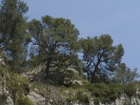 Pinus halepensis 23, Saxifraga-Jan van der Straaten
