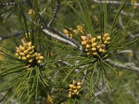 Pinus halepensis 24, Saxifraga-Willem van Kruijsbergen