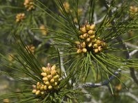Pinus halepensis 25, Saxifraga-Willem van Kruijsbergen