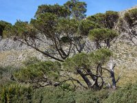 Pinus halepensis 26, Saxifraga-Peter Meininger