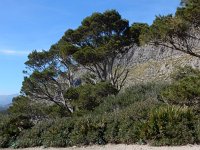 Pinus halepensis 27, Saxifraga-Peter Meininger