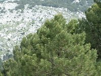 Pinus halepensis 3, Saxifraga-Jan van der Straaten