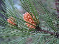 Pinus halepensis 4, Saxifraga-Jan van der Straaten