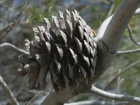 Pinus halepensis 5, Saxifraga-Jan van der Straaten