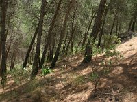 Pinus halepensis 6, Saxifraga-Dirk Hilbers