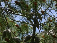Pinus halepensis 7, Saxifraga-Dirk Hilbers