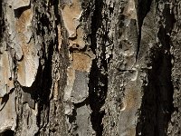 Pinus halepensis 9, Saxifraga-Jan van der Straaten