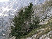 Pinus heldreichii 1, Saxifraga-Jan van der Straaten